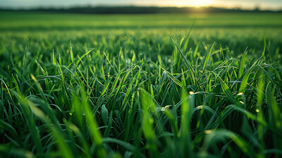 Buy stock photo Closeup, grass and field with sunshine, nature and green growth with outdoor blur. Lawn, meadow and environment for summer season, vibrant plant and background with macro garden in morning sunrise