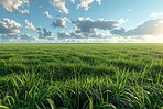 Grass, clouds and sky in nature at field outdoor in the countryside in Switzerland. Lawn, park and closeup of garden with green plants for ecology, environment and summer landscape on background