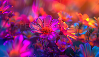 Flowers, daisy and neon in garden for art, decor and texture for interior, design and color. Blossoms, plants and field in nature for creative, background and wallpaper for house, floral and zen