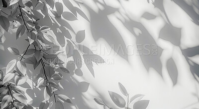 Wallpaper, black and white with plants, shadow and tropical leaves with nature on white background. Empty, monochrome or branch with sunshine or textures with leafs and artistic with shade or pattern