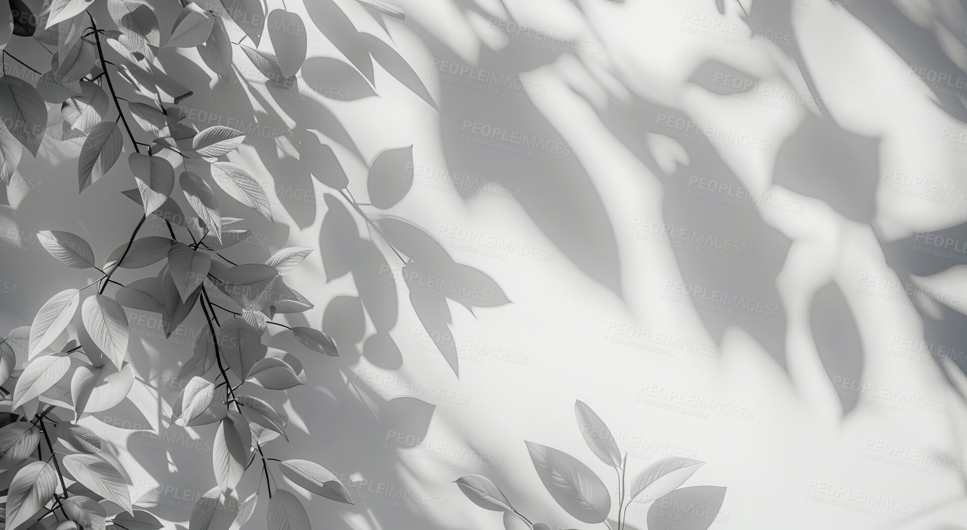 Buy stock photo Wallpaper, black and white with plants, shadow and tropical leaves with nature on white background. Empty, monochrome or branch with sunshine or textures with leafs and artistic with shade or pattern