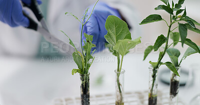 Closeup, science and employee with plants, research and ecology with soil or scissor with growth. Person, researcher with medical or professional with agriculture or experiment with biotech pr nature