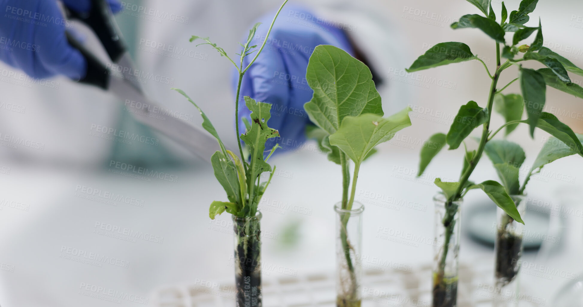 Buy stock photo Closeup, science and employee with plants, research and ecology with soil or scissor with growth. Person, researcher with medical or professional with agriculture or experiment with biotech pr nature