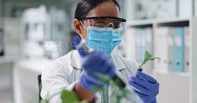 Science, mask and woman with plant in glass in laboratory for research, safety or medical engineering in nature. Biotech, botany and leaf sample, scientist or lab technician in checking agro study.