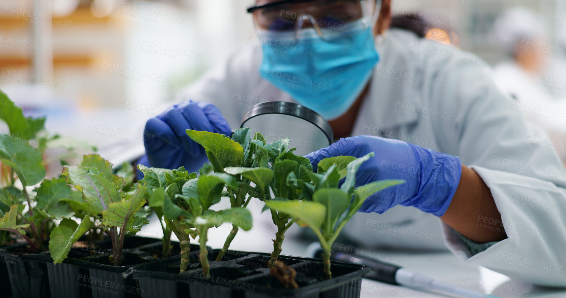 Buy stock photo Laboratory, mask and woman with plants, magnifying glass for research and safety in medical engineering. Biotech, botany and leaves, scientist or technician in checking agro study growth in science.
