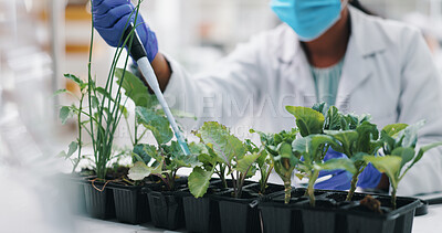Science, mask and woman with plants, pipette for research and safety in medical engineering. Biotechnology, botany and leaves, scientist or technician in checking agro study growth in laboratory.
