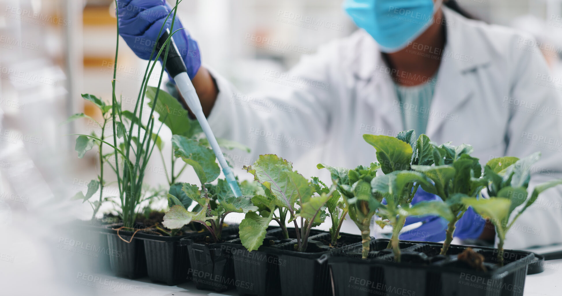 Buy stock photo Science, mask and woman with plants, pipette for research and safety in medical engineering. Biotechnology, botany and leaves, scientist or technician in checking agro study growth in laboratory.