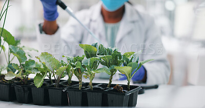 Science, mask and woman with plants, pipette for research and safety in medical engineering. Biotechnology, botany and leaves, scientist or technician in checking agro study growth in laboratory.