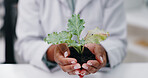 Science, hands and woman with plant in laboratory for research, growth and medical engineering in nature. Biotech, botany and leaves in soil, scientist or lab technician with agro study development.