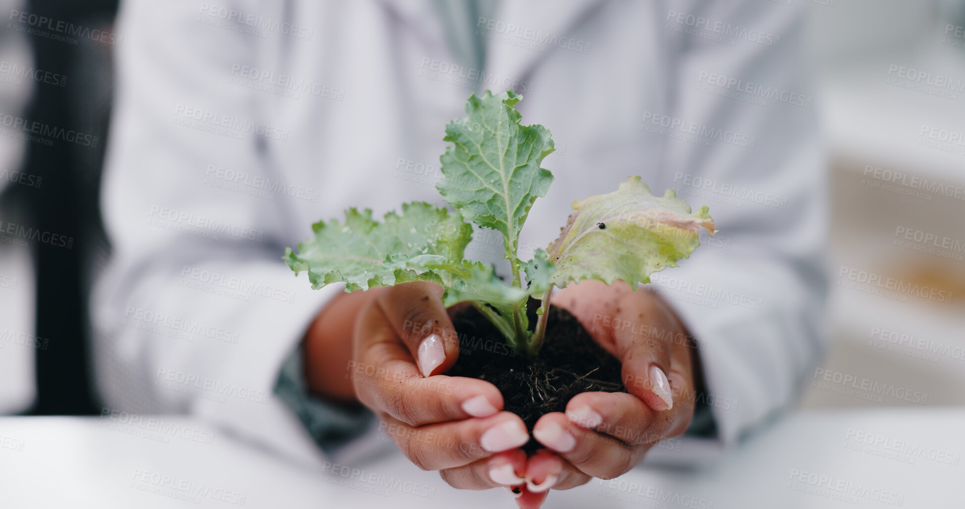 Buy stock photo Science, hands and woman with plant in laboratory for research, growth and medical engineering in nature. Biotech, botany and leaves in soil, scientist or lab technician with agro study development.