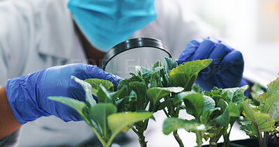 Closeup, science and microscope with plants, research and ecology with soil or experiment with growth. Person, laboratory with medical or professional with agriculture or leafs with biotech or nature