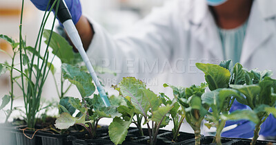Closeup, science and experiment with plants, research and ecology with soil and pipette with growth. Person, testing and nature with professional and sustainability in a laboratory with biotechnology