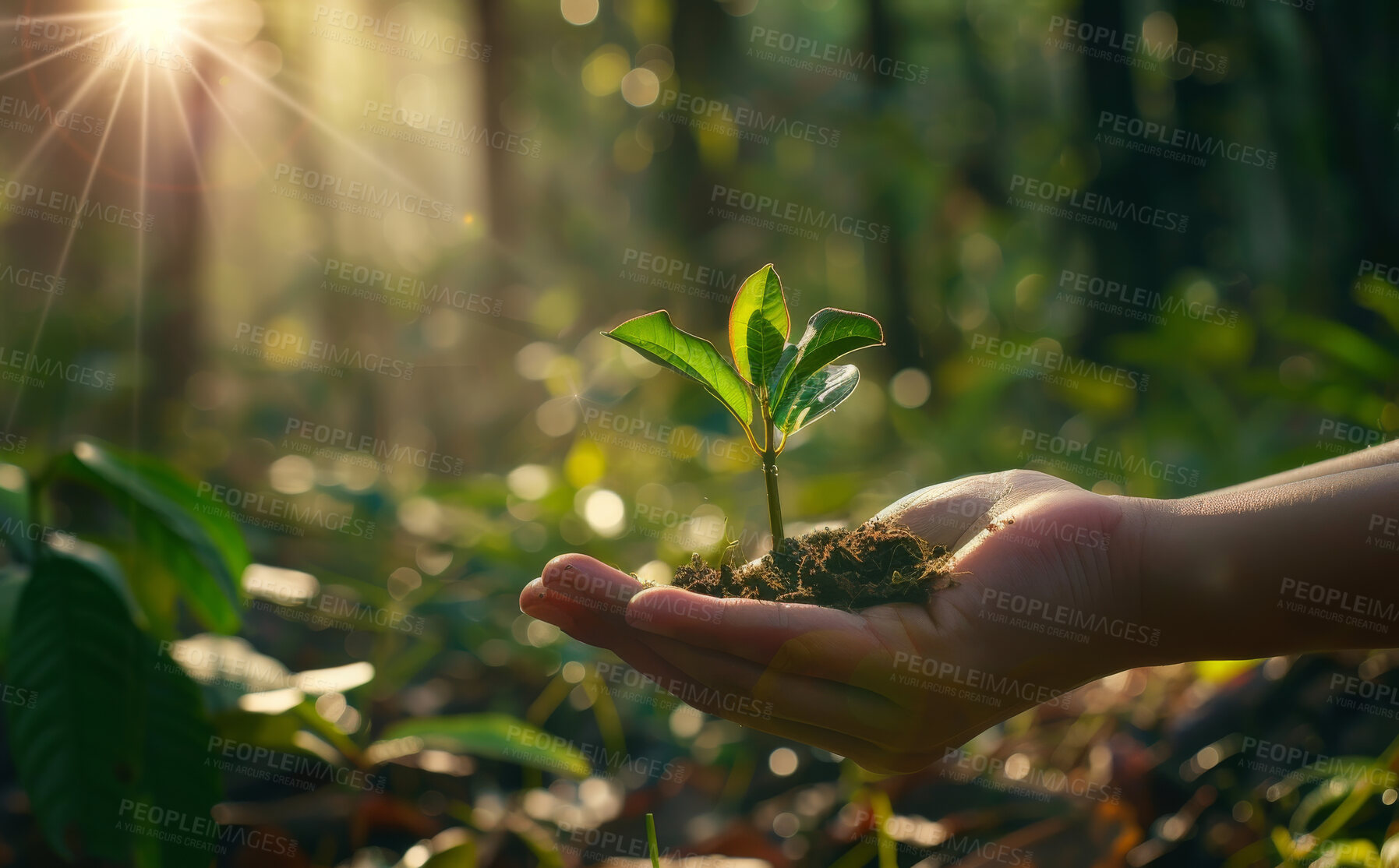 Buy stock photo Plants, hand and sustainability for environment, agriculture or earth day gardening in nature. Planting, lens flare and person for eco friendly, sapling soil or natural development for green project