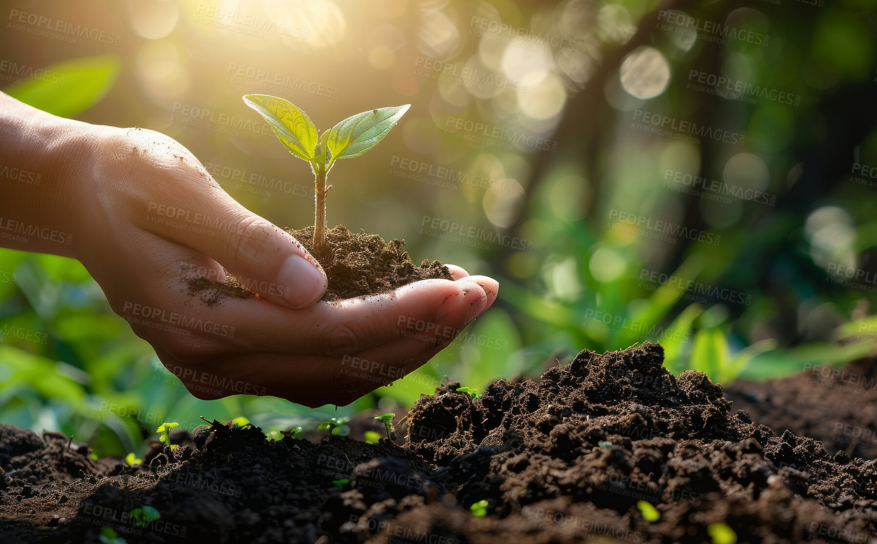 Buy stock photo Plants, hand and sustainability for eco friendly, agriculture or earth day gardening in nature. Environment, leaves and person for planting, sapling soil or natural development for green project