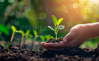 Plant, soil and hands for gardening and farming with hope in future growth, investment and sustainable living on earth day. Person, farmer with sprout, fertilizer or nature in palm for agriculture