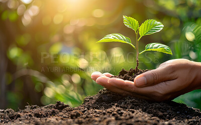Plant, soil and hands in nature for farming and gardening with hope in future growth, investment and sustainable living. Person or farmer with sprout in palm for agriculture, environment and ecology