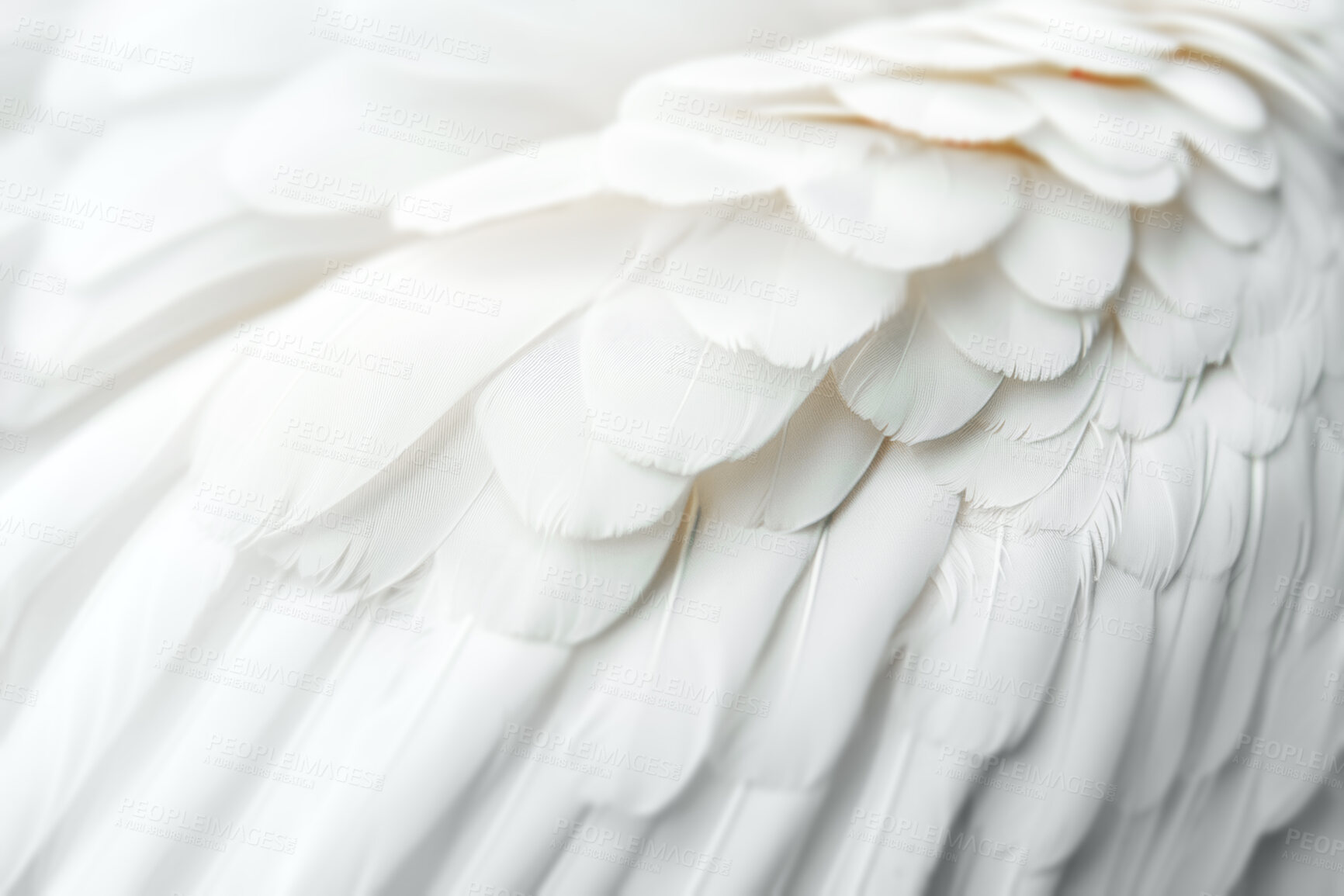 Buy stock photo Feathers, closeup and pattern with texture, wing and avian with animal, decoration and natural. Design, fashion and abstract with exotic mammal, bird and abstract with softness, smooth and layers