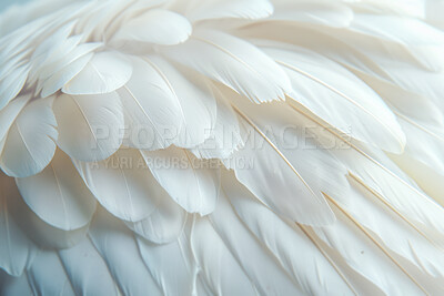Feather, wings and background with pattern as wallpaper or textures with creature, swan or bird. Elegant, dove and closeup abstract or soft wildlife with fluffy species or animal, grace or nature