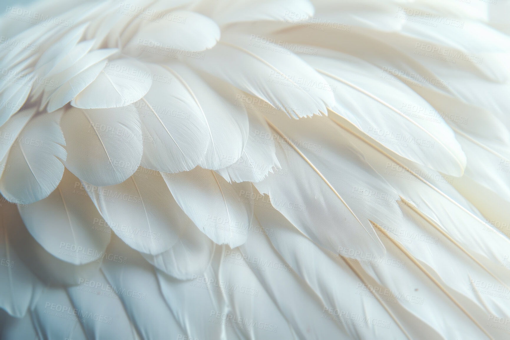 Buy stock photo Feather, wings and background with pattern as wallpaper or textures with creature, swan or bird. Elegant, dove and closeup abstract or soft wildlife with fluffy species or animal, grace or nature