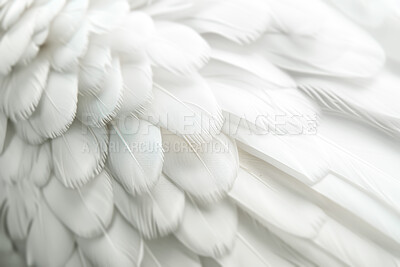 Feather, wings and background as closeup wallpaper with angel pattern or creature, swan or bird. Elegant, dove and texture or abstract as soft wildlife with fluffy species or heaven, eagle or nature