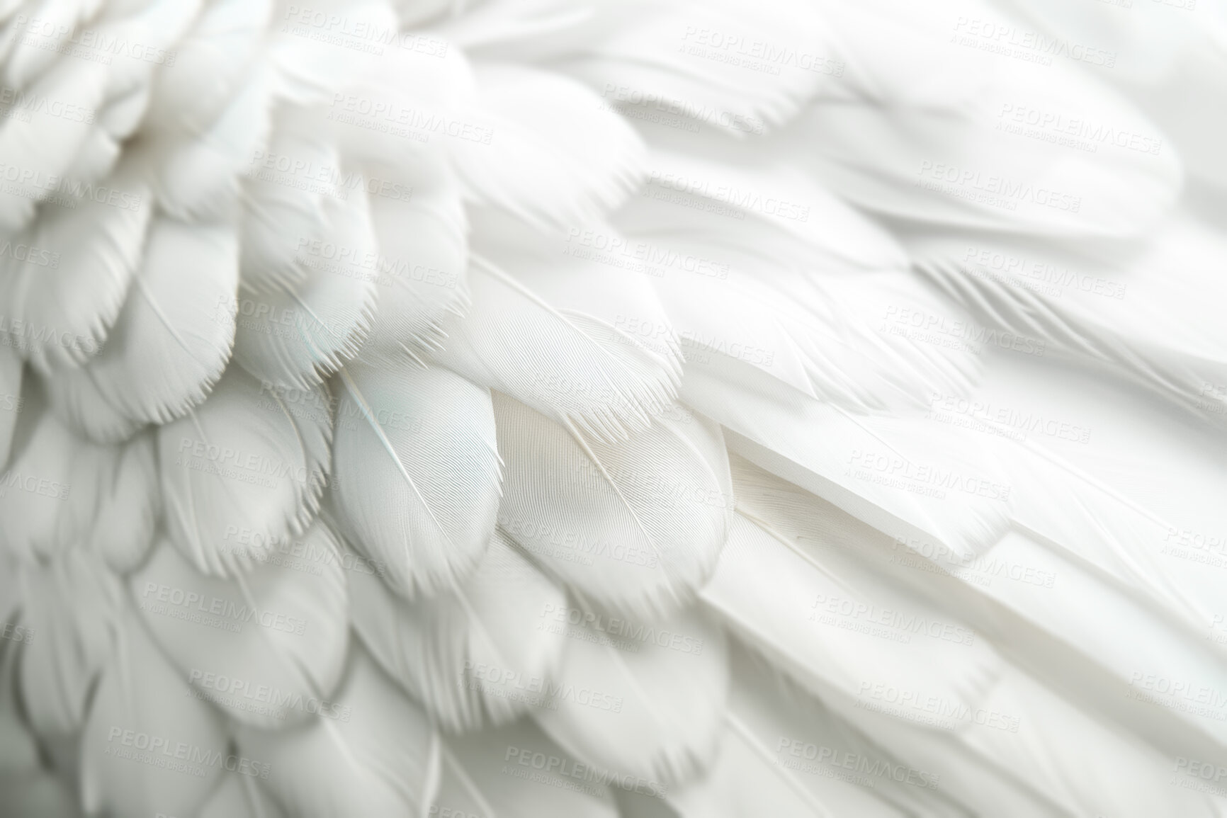 Buy stock photo Feather, wings and background as closeup wallpaper with angel pattern or creature, swan or bird. Elegant, dove and texture or abstract as soft wildlife with fluffy species or heaven, eagle or nature