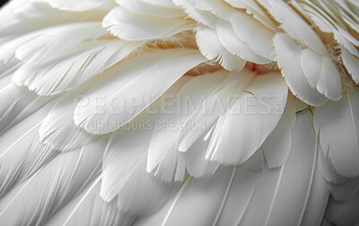 Feathers, closeup and pattern with texture, soft and avian with animal, wildlife and natural. Design, fashion and beauty with exotic, wing and decoration with mammal, smooth and layers with abstract