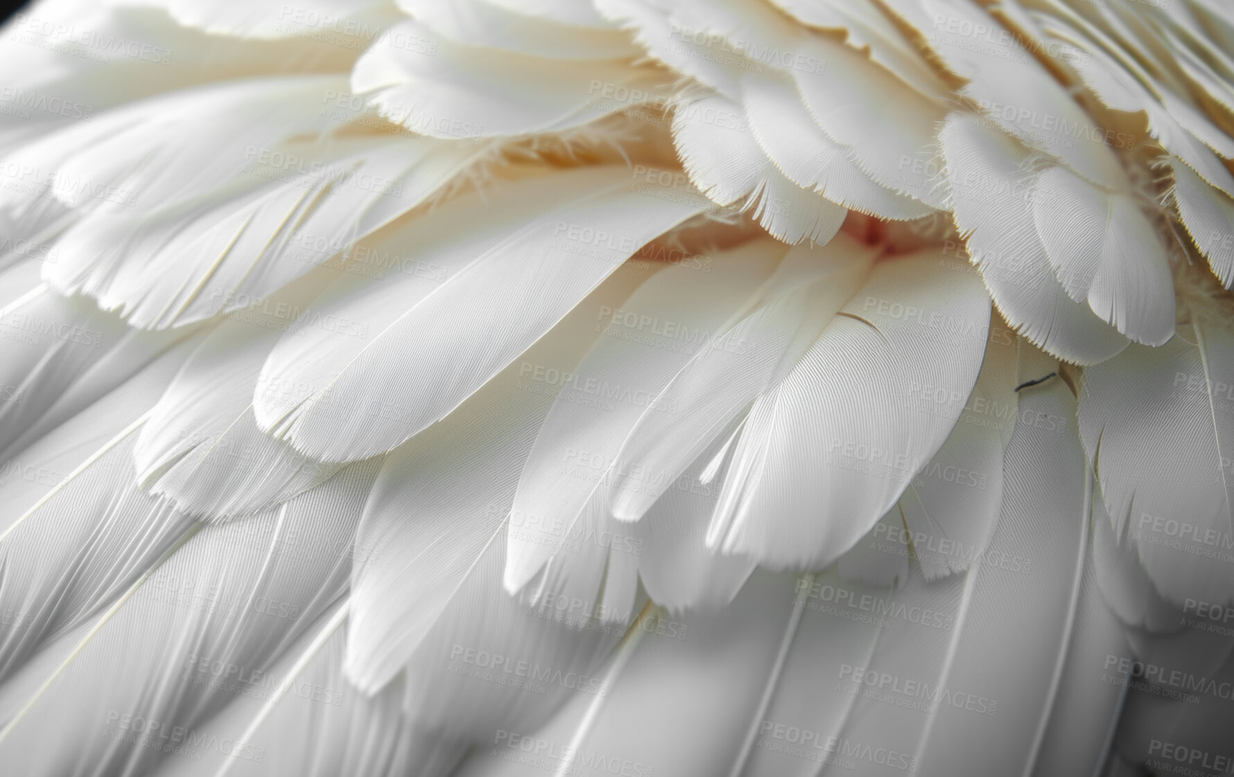 Buy stock photo Feathers, closeup and pattern with texture, soft and avian with animal, wildlife and natural. Design, fashion and beauty with exotic, wing and decoration with mammal, smooth and layers with abstract