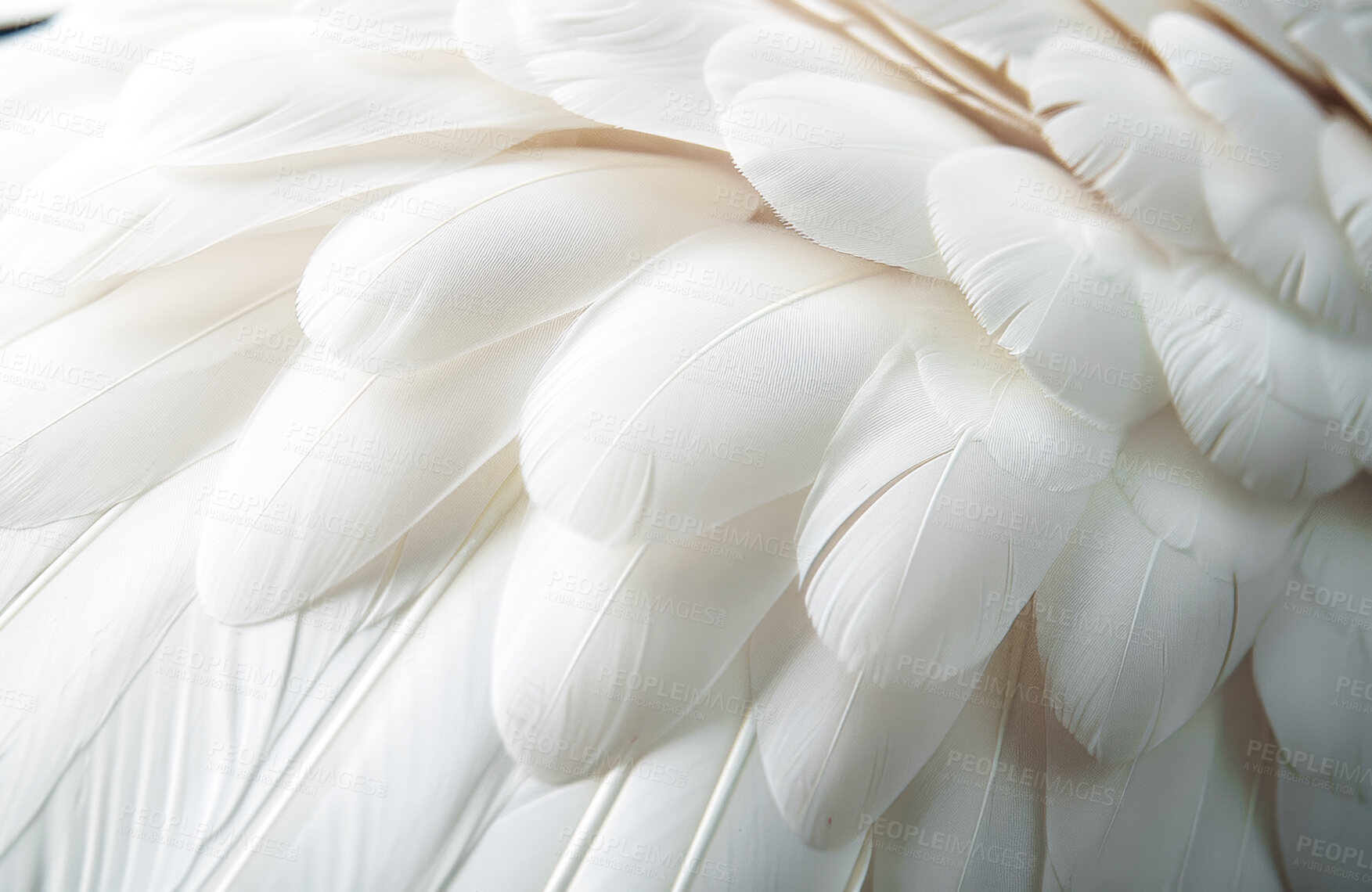 Buy stock photo Soft, feather and natural in texture, plume and fluffy with color,  fragile and closeup of swan and bird. Background, pattern and exotic in animal, pigeon and wildlife for art, wallpaper and smooth