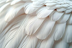 Soft, feather and natural in texture, decoration and fluffy with color,  fragile and closeup of swan and bird. Background, pattern and exotic in animal, pigeon and wildlife for art, plume and smooth