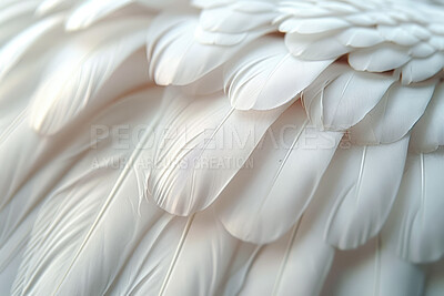 Soft, feather and natural in texture, decoration and fluffy with color, fragile and closeup of swan and bird. Background, pattern and exotic in animal, pigeon and wildlife for art, plume and smooth