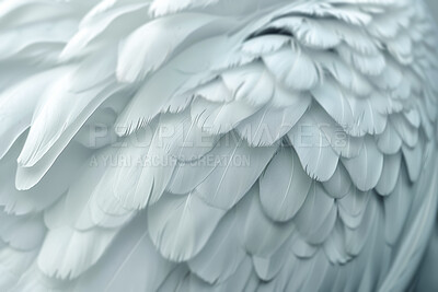 Soft, feather and natural in texture, plume and fluffy with color, fragile and closeup of swan and bird. Background, pattern and exotic in animal, pigeon and wildlife for art, wallpaper and smooth