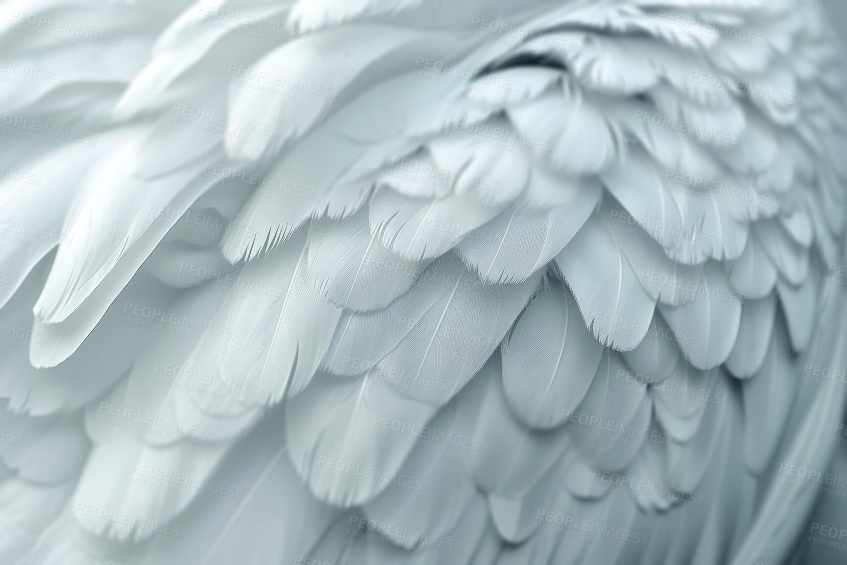 Buy stock photo Soft, feather and natural in texture, plume and fluffy with color,  fragile and closeup of swan and bird. Background, pattern and exotic in animal, pigeon and wildlife for art, wallpaper and smooth