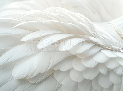 Soft, feather and natural in texture, art and fluffy with color, fragile and closeup of swan and bird. Background, pattern and exotic in animal, pigeon and wildlife for plume, wallpaper and smooth