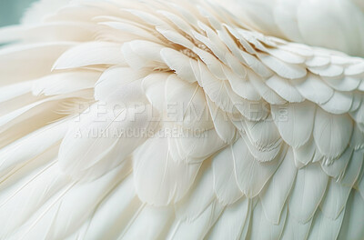 Feathers, closeup and pattern with texture, abstract and avian with animal, wildlife and natural. Design, layer and bird with exotic mammal, wing and decoration with softness, smooth and light