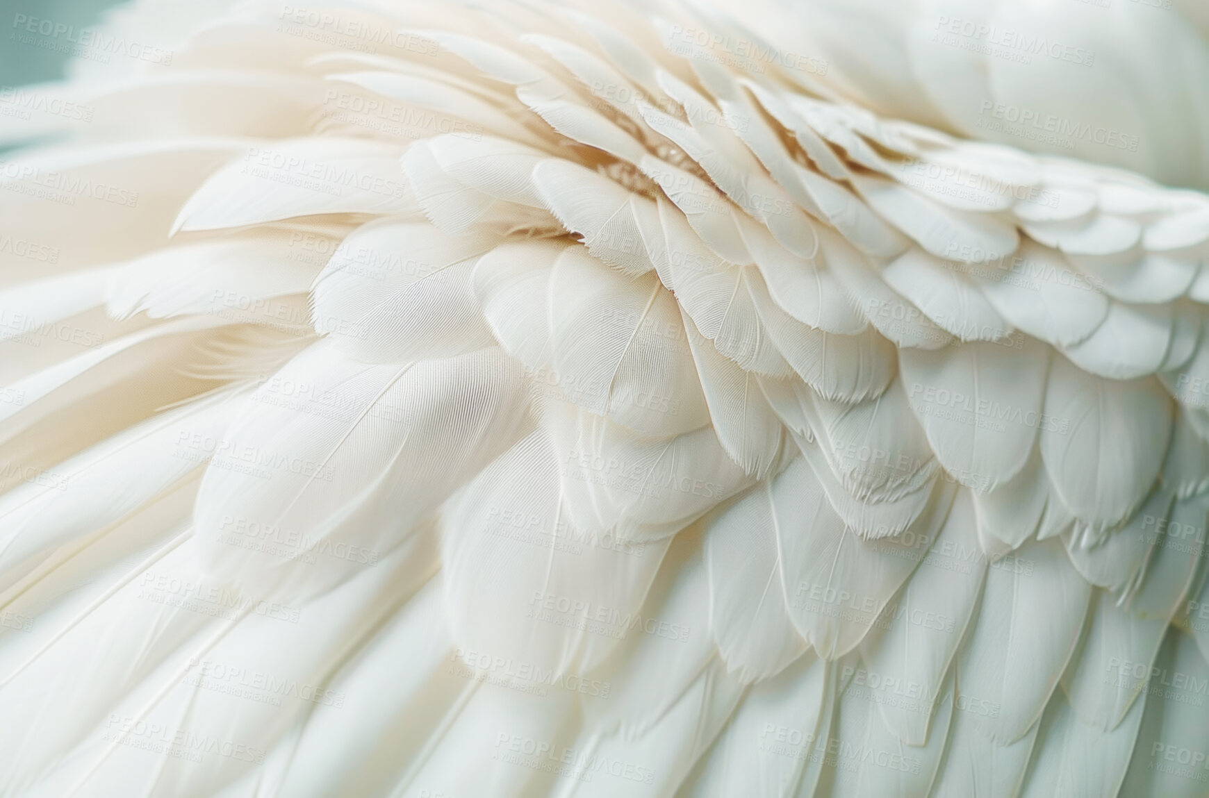 Buy stock photo Feathers, closeup and pattern with texture, abstract and avian with animal, wildlife and natural. Design, layer and bird with exotic mammal, wing and decoration with softness, smooth and light