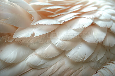 Soft, feather and wing of bird with texture, material and fluffy white pattern for natural art. Background, wallpaper and exotic wildlife animal, pigeon or swan for smooth or plume creative design.