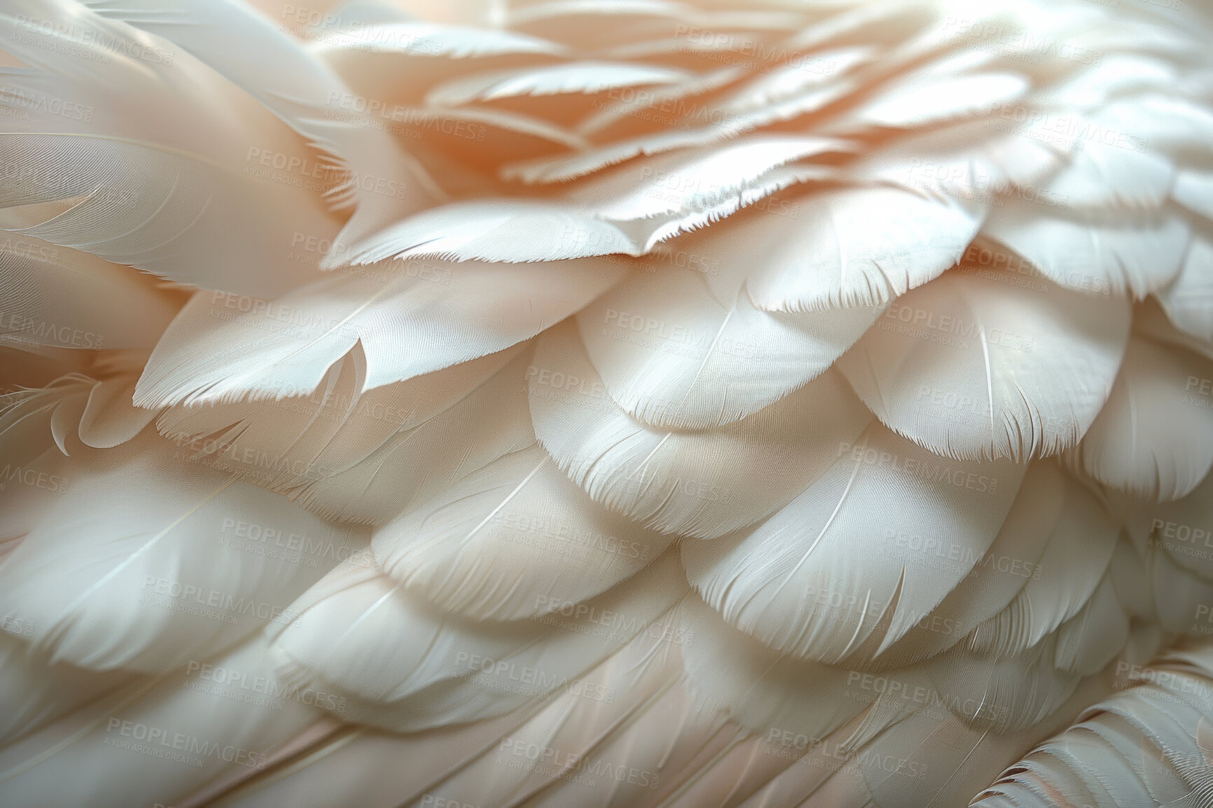 Buy stock photo Soft, feather and wing of bird with texture, material and fluffy white pattern for natural art. Background, wallpaper and exotic wildlife animal, pigeon or swan for smooth or plume creative design.