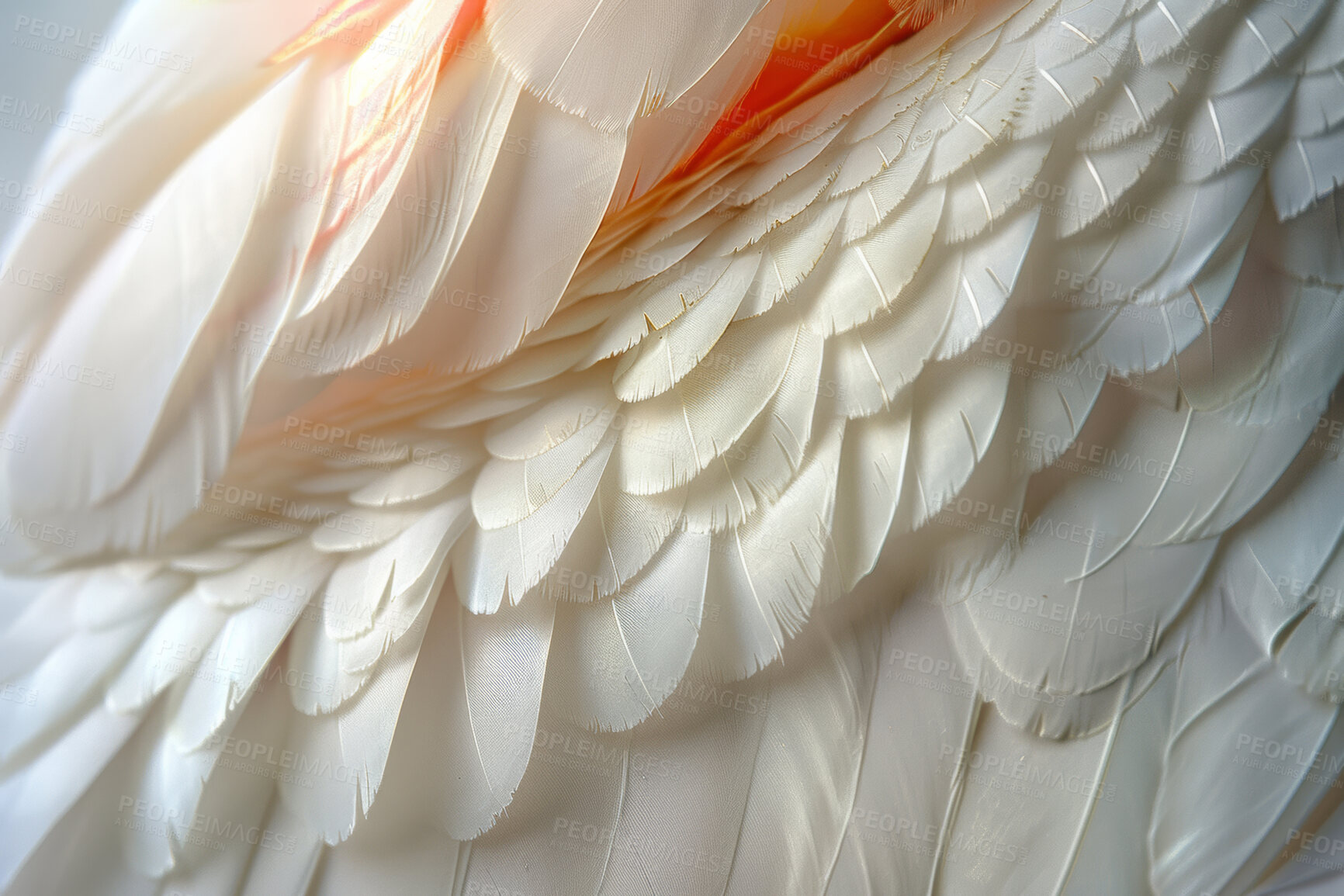 Buy stock photo Soft, feather and natural in texture, fluffy and wing with color,  fragile and closeup of swan and bird. Background, pattern and exotic in animal, pigeon and wildlife for art, wallpaper and smooth