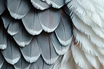 Closeup, feathers and soft with texture, pattern and natural with avian, smooth and animal. Empty, shape or fauna with wildlife, biology or zoology with wing, exotic or fluff with creature or species