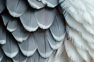 Buy stock photo Closeup, feathers and soft with texture, pattern and natural with avian, smooth and animal. Empty, shape or fauna with wildlife, biology or zoology with wing, exotic or fluff with creature or species