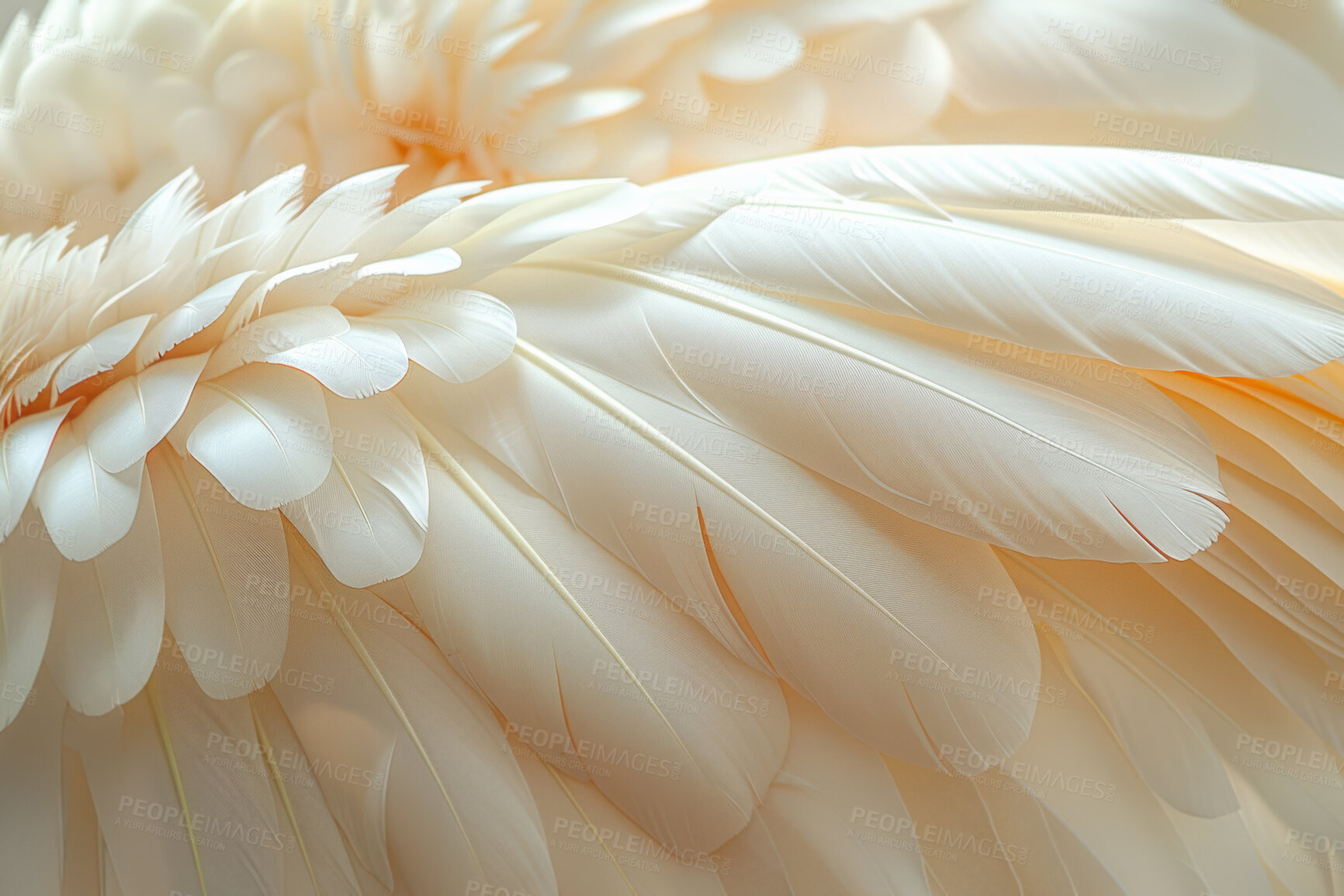 Buy stock photo Natural, white feather and texture with light for creativity, wallpaper and screensaver with pattern. Closeup, dove or bird wings for decoration, aesthetic and angel or shape for artistic detail