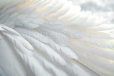 Feather, wings and background with texture as wallpaper or angel pattern or creature, swan or bird. Elegant, dove and closeup abstract or soft wildlife with fluffy species or heaven, eagle or nature