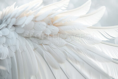 Soft, feather and wing of swan with texture, material and fluffy white pattern for natural art. Background, wallpaper and exotic wildlife animal, pigeon or bird for smooth or plume creative design.
