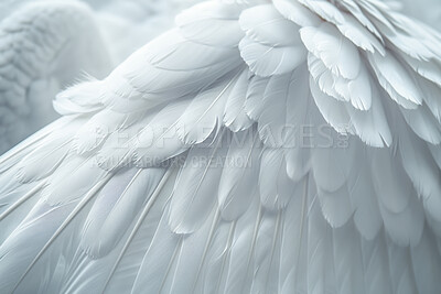 Soft, feather and natural in texture, angel and fluffy with color, fragile and closeup of swan and bird. Background, pattern and exotic in animal, pigeon and wildlife for art, wallpaper and smooth
