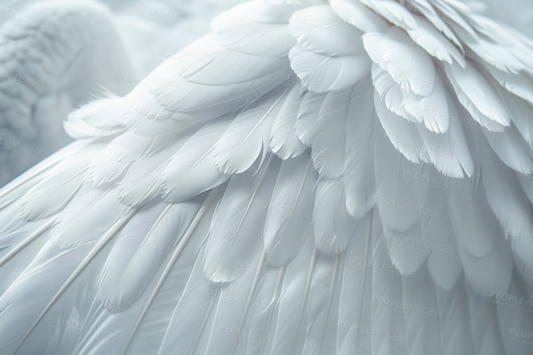 Buy stock photo Soft, feather and natural in texture, angel and fluffy with color,  fragile and closeup of swan and bird. Background, pattern and exotic in animal, pigeon and wildlife for art, wallpaper and smooth