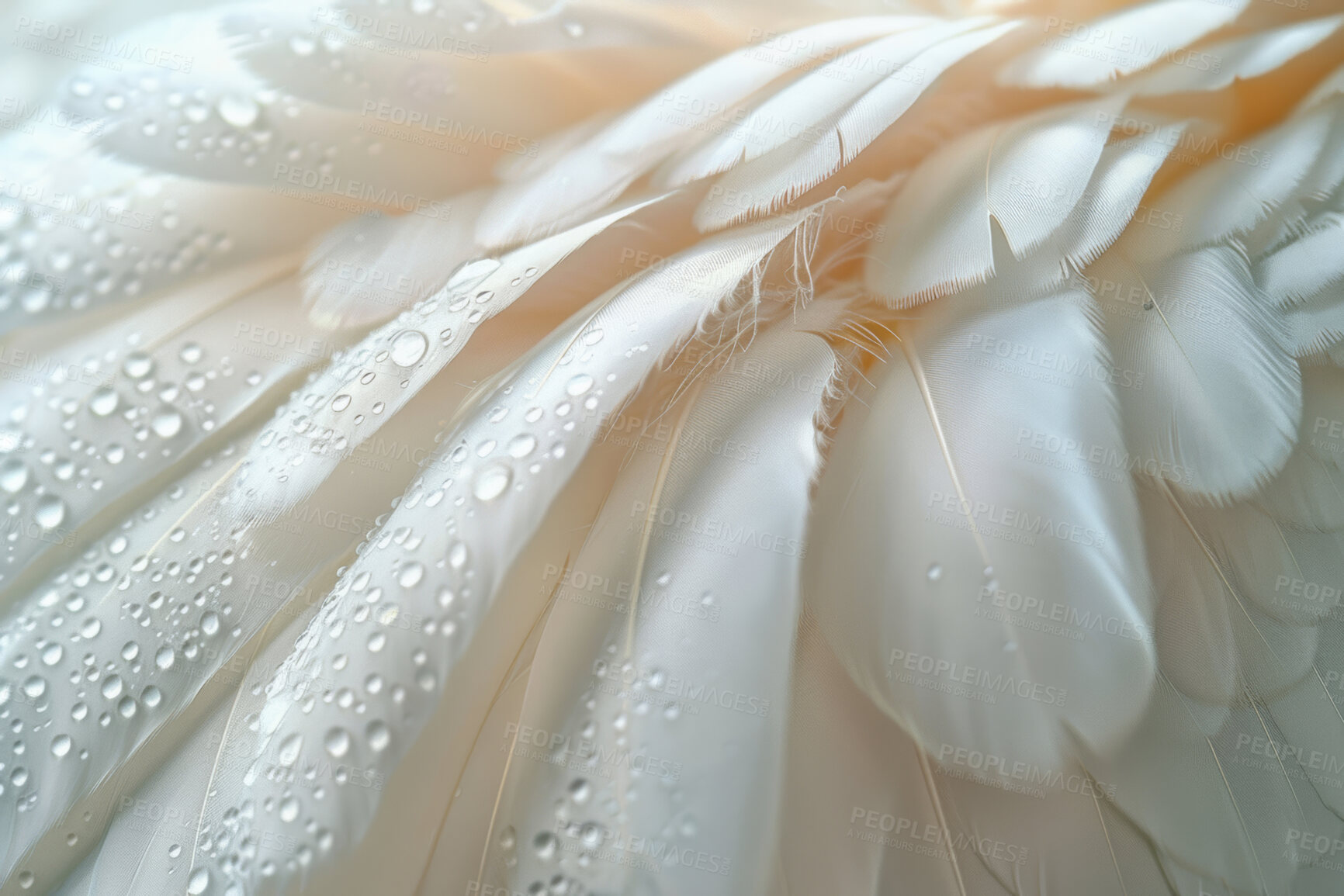 Buy stock photo Angel, white feather and texture with drops for creativity, wallpaper and screensaver with pattern. Closeup, dove or bird wings for decoration, aesthetic and water particles for artistic detail