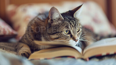 Cat, book and bed relax in home or education literature with pet animal or apartment resting, calm or peace. Feline, comfortable and fluffy companion in house with study research, bookstore or lying