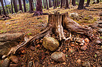 Shot of a cut down tree in the forest. One of the most dangerous and unsettling effects of deforestation is the loss of animal and plant species due to their loss of habitat, increasing global warming