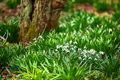 Field, growth and white snowdrop in garden with natural landscape, morning blossom and calm environment. Spring flowers, woods and nature with green leaves in backyard, countryside and floral plants