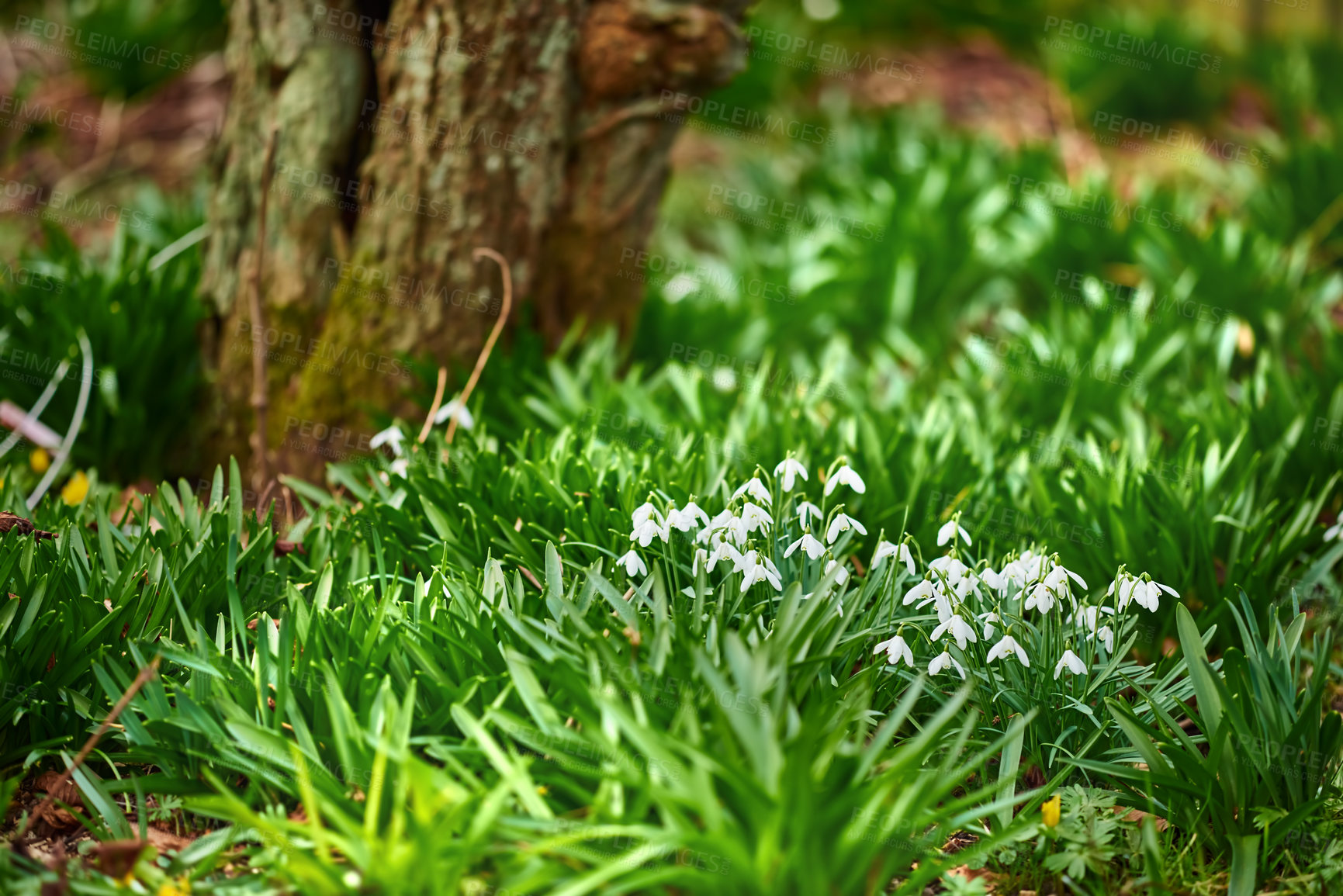 Buy stock photo Field, growth and white snowdrop in garden with natural landscape, morning blossom and calm environment. Spring flowers, woods and nature with green leaves in backyard, countryside and floral plants